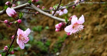 蜜蜂 桃花源