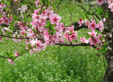 桃花 桃花枝