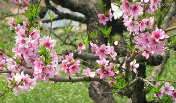 桃花 桃树花开