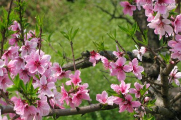 桃花 桃花朵朵开