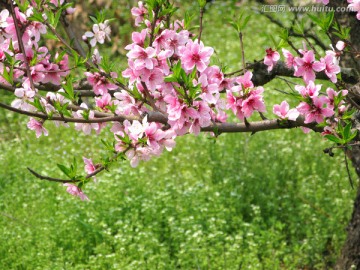 美丽桃花 桃花枝