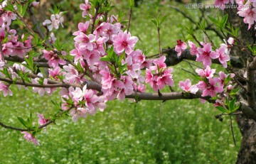 桃花 桃树花开