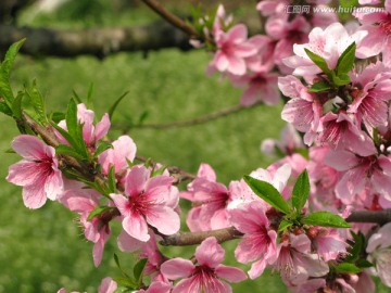 桃花盛开 桃花特写