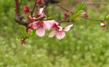 桃花 桃园花开