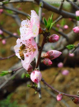 桃花 蜜蜂