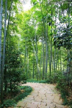 竹林 竹海 竹林小道