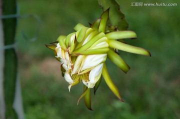 霸王花