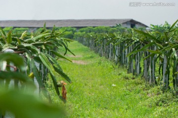 火龙果种植园