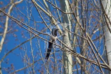 树枝上的喜鹊 鸟