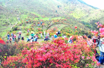 映山红 杜鹃