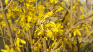 春天盛开的黄色连翘花