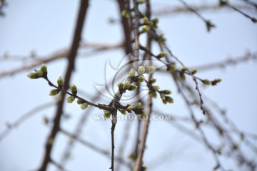 花蕾