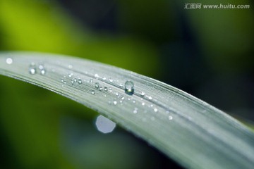 露珠