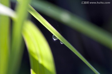 露珠