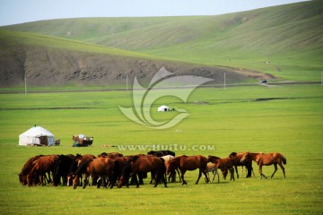 草原夏季马群蒙古包