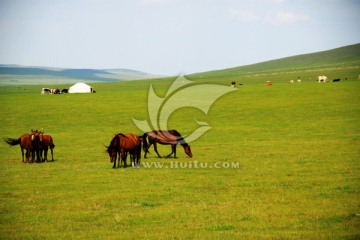 夏季的草原牧场蒙古包