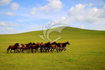 草原上的奔跑的马群