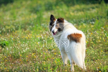 苏格兰牧羊犬