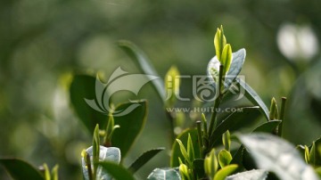 茶叶 茶芽