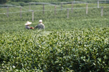 茶叶 茶园