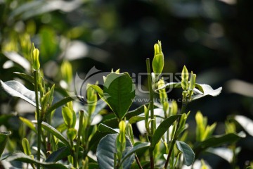 茶叶 茶芽