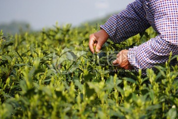 采茶 茶叶