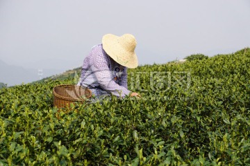 采茶 茶叶