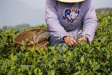 采茶 茶叶