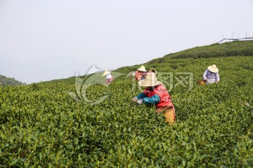 采茶 茶园