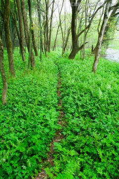 林间小路