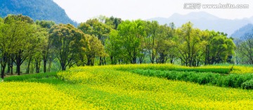 春天的田野