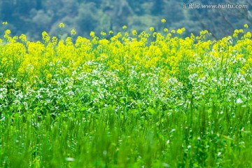 田園