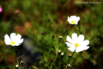 野生小白花 小花