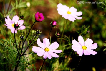 小花 野花