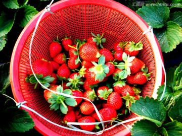 收获的草莓 香甜的草莓