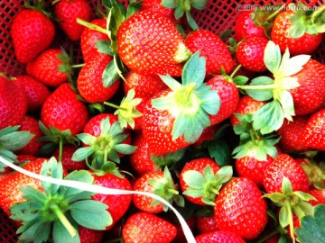 采摘草莓 丰收草莓