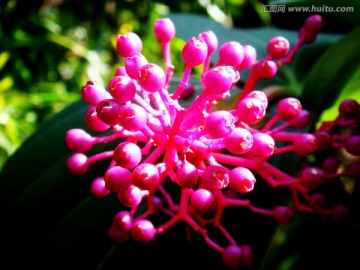 粉色鲜花 小花 花朵