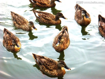 鸭子戏水 水中鸭子
