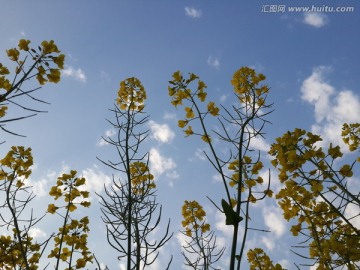 油菜花骄傲盛开迎春光