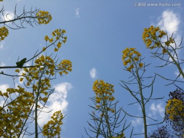 油菜花骄傲盛开迎春光