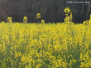 油菜花骄傲盛开迎春光