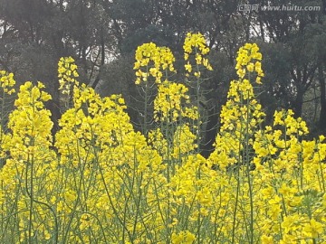 油菜花骄傲盛开迎春光