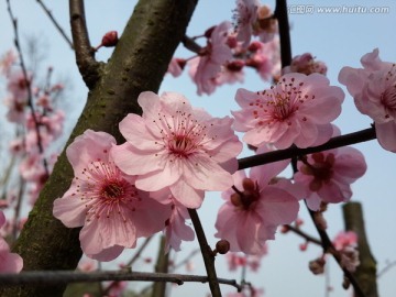 梅花迎春