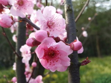 梅花盛开