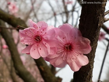 梅花迎春