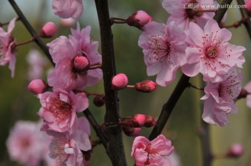 梅花迎春