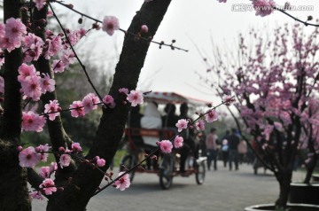 梅花迎春