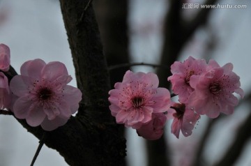 梅花迎春