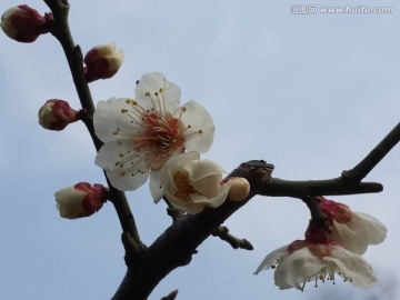 梅花迎春