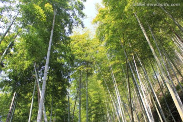 竹林